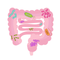 202004 Gut microbiota.svg