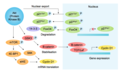 Akt Substrates Involved in Cell Cycle Regulation.png