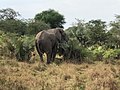 An African Elephant.jpg