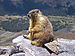 Marmot-edit1.jpg