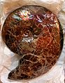 BLW Ammolite ammonite (2).jpg