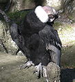 Condor2.JPG