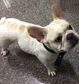 French Bulldog,2years old.jpeg