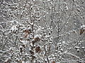 " 13 snowfall in Milan 05.JPG