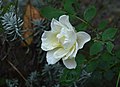 "After the rain has fallen" (8083216852).jpg