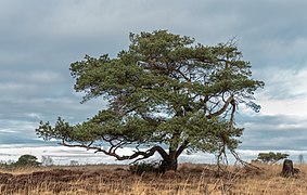 Delleboersterheide, natuurgebied van het It Fryske Gea. 25-12-2019. (actm.) 10.jpg