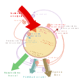 Balance eenergético nutricion.svg