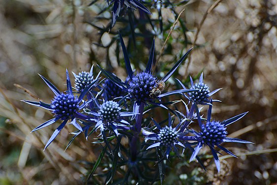 Eryngium amethystinum (calcatreppola).jpg