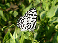 (Castalius rosimon) Common pierrot at Kakinada 01.JPG
