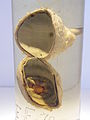 BLW Dissection of Indian antelope eye.jpg