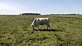 Cattle, Saal (LRM 20200531 162918).jpg