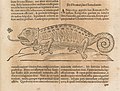 Illustration of a chameleon from “Ars Magna Lucis et Umbrae”.jpg