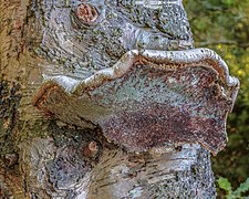 Versteende berkendoder (Piptoporus betulinus). 12-07-2020 (d.j.b.) 01.jpg