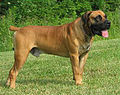 .HuntHillBoerboelsGunston1.jpeg