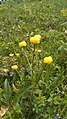 Trollblume beim Schwarzen Moor.jpg