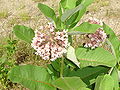 Asclepias syriaca.jpg