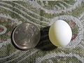 Padda oryzivora egg.jpg