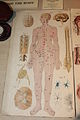 BLW Balliere's Popular Atlas page - female.jpg