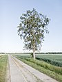 Birch, Ribnitz-Damgarten (LRM 20200529 191008-hdr).jpg