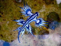 Blue dragon-glaucus atlanticus (8599051974).jpg