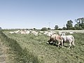 Cattle, Saal (LRM 20200531 155119).jpg