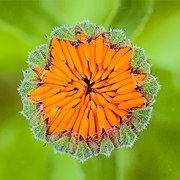 Bloemknop van een goudsbloem (Calendula officinalis) 03-07-2020 (d.j.b.) 01.jpg