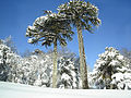 Araucaria in Conguillio.JPG