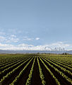 Bodega chakana hacia la montaña.jpg