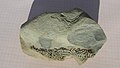 Kinneyia-like-fossil-6183.jpg