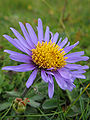 Aster alpinus Jul2003.jpg