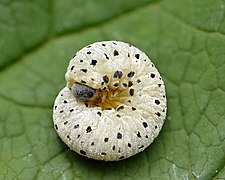 Tenthredo scrophulariae larva - Keila.jpg