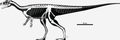 Eoraptor skeletal.png