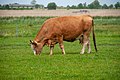 Grazing, Dierhagen ( 1100746).jpg