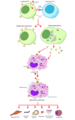 2. Allergic response.tif