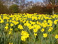 "A Host of Golden Daffodils" - geograph.org.uk - 1772954.jpg