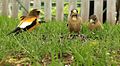 Bird front view3.JPG