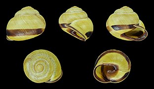 Cepaea nemoralis - Shell 08.JPG