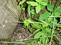 Carex Circeus2.jpg