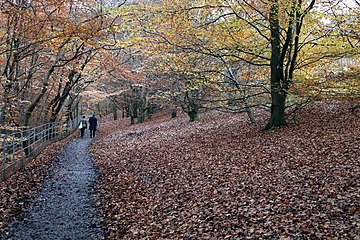 Autumn leaves in Linn Park, Glasgow.jpg