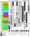 Biostratigraphic index fossils 02.jpg