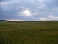 Pola wokół Kądzielna - panoramio.jpg