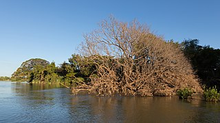 Samanea saman (rain tree) roots of a specimen fallen into the Mekong at golden hour in Si Phan Don Laos.jpg