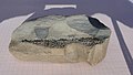 Kinneyia-like-fossil-6177.jpg