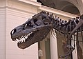 A T.Rex Named Sue (464703771).jpg