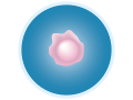 201304 ovum.svg