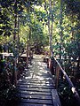 Mangrove Plantation.jpg