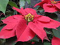 0 Flor de Nochebuena.JPG