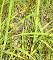 Carex ssp 1.jpg