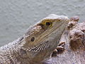BLW Bearded Dragon.jpg