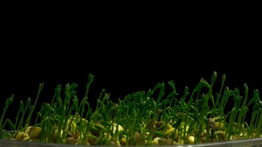 File:Lentil sprouting Haft-sin time lapse.webm